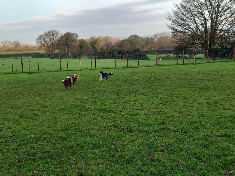 Secure Dog Paddock Booking photo 13