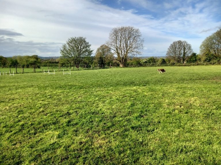 Secure Dog Paddock Booking photo 12